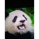 Group Of Friends And Giant Pandas