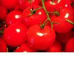 The tomato groups