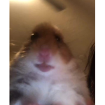 hamsters with emotions