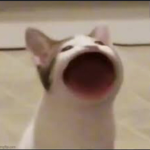 Pog cat clan