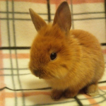 Panqie'