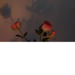 ~Roses Group :)