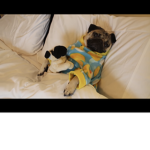 Good night pug