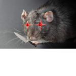 ARMED RATS WITH RABIES