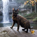 :| WaterFall Clan (Warrior Cats) |:
