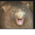 The Wombat Colt