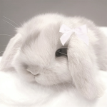 bunniedollz