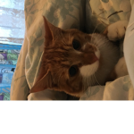 Sneaky Cats Team