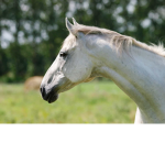 {: Pinegrove Equestrian Center :}