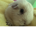 Piggy’s OF the Winnie