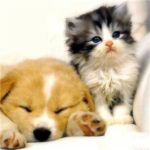 ASPCA For Dogs and Cats