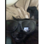 The Catss United