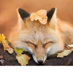 FOXGOD GROUP IS BEST GROUP