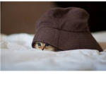 ()KITTY()