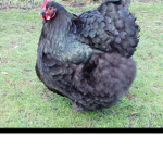 Chicken and Kaan ducks club