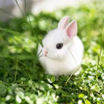 Conejitos Kawaii!