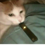 Memes Please