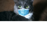 Tbh idk Kitten