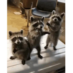 Steve is a dingus