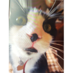 CATS UNITED GROUP is cool