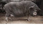 DA PIG GROUP!