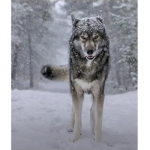 The Wolf Squad Is Awesome!