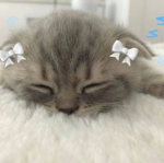 Meowtain_Meow cat