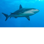 Sharkninja4 fan club