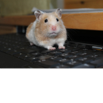 The House Of Hampsters