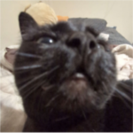 Show me your cats (SMYC)