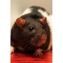 Adopt and Raise a Horrible Ugly Rat