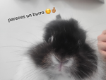 Bunny Loves babys