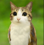 -CatsYay-