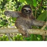 Slothy pro gamer