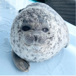 Seal obby