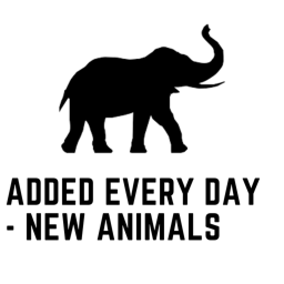 Making an animal every day until 100k donated