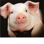 Pig Squad!