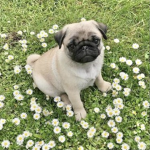 Pugs & Love