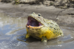 The Chubby Reindeers