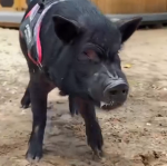 The Best Pig In The World 2
