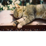 : CATS UNITED :