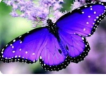 The amazing butterflies