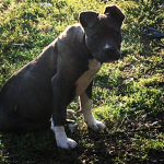 Dog Welcome welcome welcome welcome welcome welcom