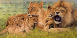 Hyper a lions pride roleplays!