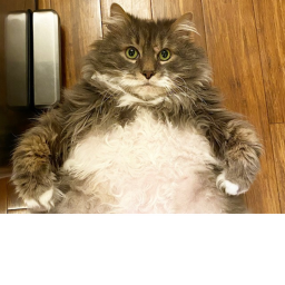 FAT CAT VILLAGE