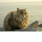 Kawii fluffy cats