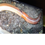 The world of worms