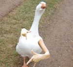 chicken biscuits