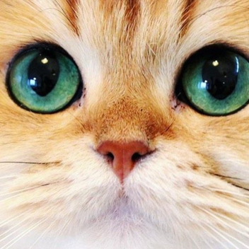Cats Becoming Smart