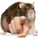 Gangster Rats Official